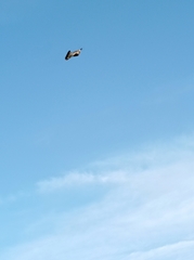 Columba palumbus