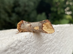 Phalera bucephaloides