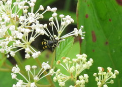 Typocerus lunulatus