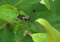 Typocerus lunulatus