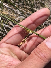 Juncus balticus ater