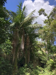 Calyptronoma rivalis