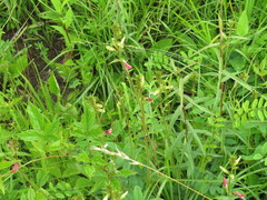 Tephrosia spicata