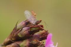 Ephemeroptera