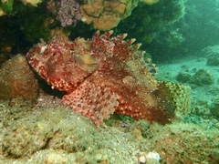 Red Rock-Cod photo 4
