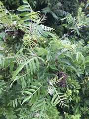 Rhus copallinum