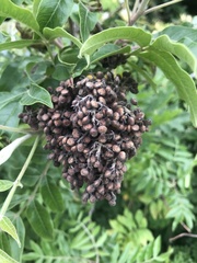 Rhus copallinum