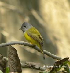 Grey-Headed Canary-Flycatcher photo 2