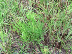 Liatris microcephala