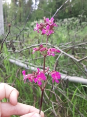 Viscaria vulgaris