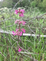 Viscaria vulgaris