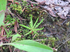 Phemeranthus mengesii
