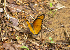 Hypolimnas misippus