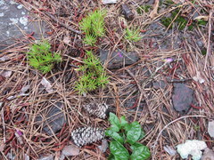 Phemeranthus mengesii