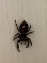Phidippus audax