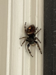 Phidippus audax