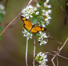 Acraea serena