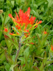 Castilleja suksdorfii