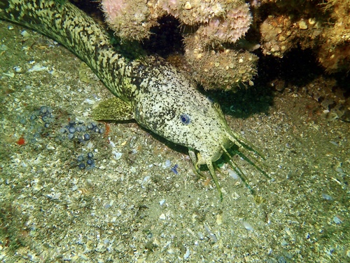 Cobbler (Cnidoglanis macrocephalus) — Plotosidae — 4