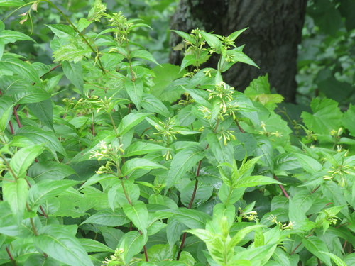 Diervilla rivularis, photographed by an iNaturalist contributor