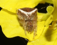 Araneus bispinosus