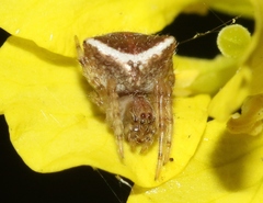 Araneus bispinosus