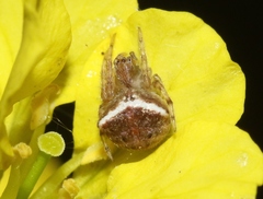 Araneus bispinosus