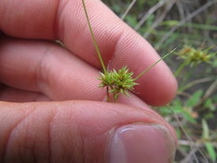 Rhynchospora microcephala