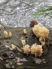 Artomyces pyxidatus