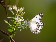 Belenois gidica gidica
