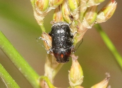 Pachybrachis hybridus