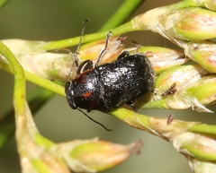 Pachybrachis hybridus