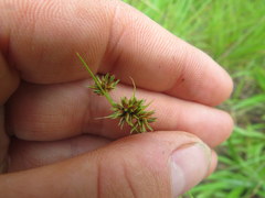 Rhynchospora microcephala