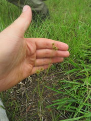 Rhynchospora microcephala