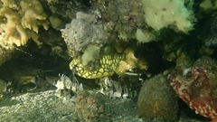 Cleidopus gloriamaris