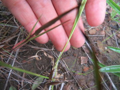 Rhynchospora microcephala