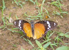 Hypolimnas misippus