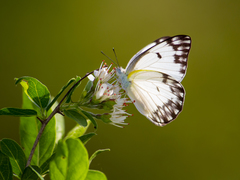 Belenois gidica gidica