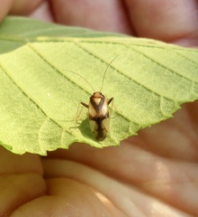 Neolygus vitticollis