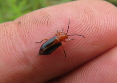 Phyllobrotica
