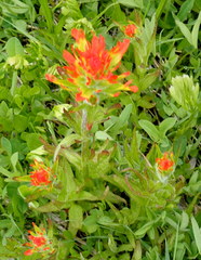 Castilleja suksdorfii
