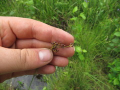 Rhynchospora globularis