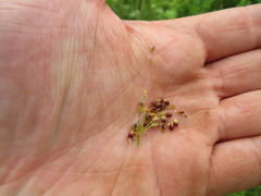 Rhynchospora globularis