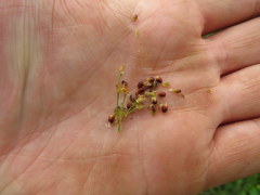 Rhynchospora globularis