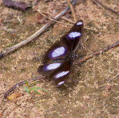 Hypolimnas misippus