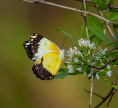 Belenois creona creona