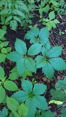 Parthenocissus inserta