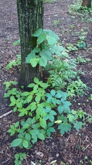 Parthenocissus inserta