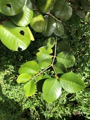 Calyptranthes estremerae