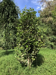 Calyptranthes estremerae